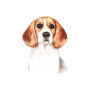 Camiseta de Beagle
